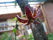 Лілія Мартагон бордовий Квітка
