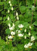 alb Floare Martagon Crin, Capac Comun Turk Lui Lily (Lilium) fotografie