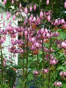 roz Floare Martagon Crin, Capac Comun Turk Lui Lily (Lilium) fotografie