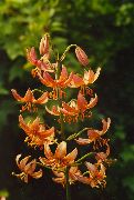 portocale Floare Martagon Crin, Capac Comun Turk Lui Lily (Lilium) fotografie