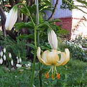 žltý Kvetina Ľalia Zlatohlavá, Čiapky Obyčajného Turkova Ľalie (Lilium) fotografie