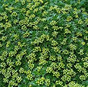 Azorella, Yareta zöld Virág