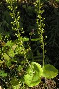 verde Floare Twayblade Comune, În Formă De Ou Neottia Frunze (Listera) fotografie