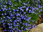 kék Virág Szegély Lobélia, Éves Lobélia, Záró Lobélia (Lobelia) fénykép