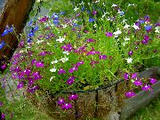 Särmäys Lobelia, Vuotuinen Lobelia, Perään Lobelia violetti Kukka