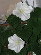 wit Bloem Moonflower, Maan Wijnstok, Reusachtige Witte Moonflower (Ipomoea Alba) foto