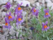 Linaria lilla Blomst