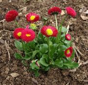 Bellis Μαργαρίτα, Αγγλικά Μαργαρίτα, Μαργαρίτα Γκαζόν, Bruisewort κόκκινος λουλούδι