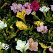 weiß Blume 04.00, Wunder Von Peru (Mirabilis jalapa) foto