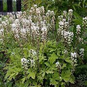 Tiarella, Αφρός Λουλούδι λευκό 