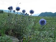 Globe Tidsel lyseblå Blomst