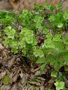 жасыл Гүл Морозника (Gelleborus) (Helleborus) фото