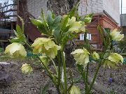 Ciemiernik (Gelleborus) żółty Kwiat