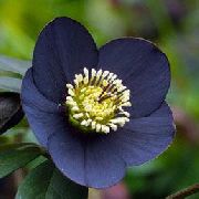 Ciemiernik (Gelleborus) czarny Kwiat