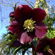 күрең Гүл Морозника (Gelleborus) (Helleborus) фото