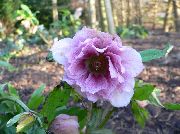 жұпаргүл Гүл Морозника (Gelleborus) (Helleborus) фото