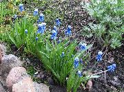 kék Virág Szőlő Jácint (Muscari) fénykép