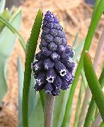 garden flowers black Grape hyacinth  Muscari  photos, description, cultivation and planting, care and watering