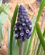 Muscari қара Гүл