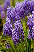 garden flowers purple Grape hyacinth  Muscari  photos, description, cultivation and planting, care and watering