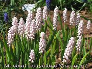 garden flowers pink Grape hyacinth  Muscari  photos, description, cultivation and planting, care and watering