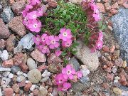 ვარდისფერი ყვავილების Soapwort (Saponaria) ფოტო