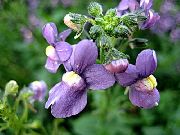 Немезія фіолетовий Квітка