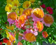 oranžna Cvet Cape Dragulje (Nemesia) fotografija