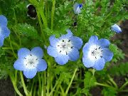 svetlomodrá Kvetina Nemophila, Baby Blue-Oči  fotografie