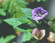 Shoofly Augalas, Obuolių Peru violetinė žiedas