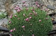 Acantholimon, Kaktus Sparsamkeit rosa Blume