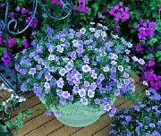 světle modrá Květina Cup Flower (Nierembergia) fotografie