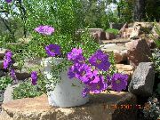 lila  Cup Bloem (Nierembergia) foto