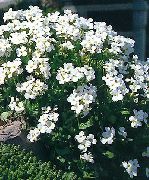 Aubrieta, Rock Kreses balts Zieds