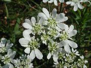 Minoan Mežģīnes, Balta Mežģīņu Ziedu balts Zieds