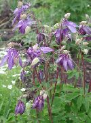 garden flowers lilac Columbine flabellata, European columbine Aquilegia photos, description, cultivation and planting, care and watering