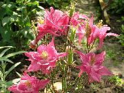 Columbine Flabellata, ევროპული Columbine ვარდისფერი ყვავილების