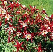 Columbine Flabellata, Ευρωπαϊκό Columbine κόκκινος λουλούδι
