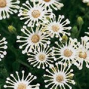 Gerbery, Pelerína Sedmokráska biela Kvetina