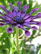 Остеоспермум (Капская Маргаритка) фіолетовий Квітка