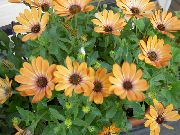 apelsin Blomma Afrikansk Tusensköna, Udddaisy (Osteospermum) foto