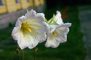 fehér Virág Ostrowskia (Ostrowskia magnifica) fénykép