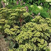 зелен Цвете Панаирджийски Тлъстига (Hylotelephium spectabile) снимка