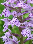 Mose Orkidé, Plettet Orkidé lilla Blomst