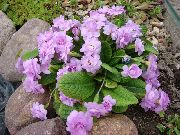lila Sleutelbloem (Primula) foto