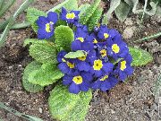 blauw Sleutelbloem (Primula) foto