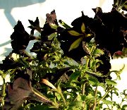 Petunia қара Гүл