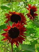 bordo çiçek Ayçiçeği (Helianthus annus) fotoğraf