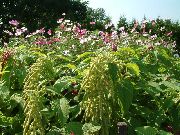 Amaranthus, Αγάπη-Ψέματα-Αιμορραγία, Kiwicha πράσινος λουλούδι