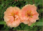 阳生植物，马齿苋，玫瑰苔藓 粉红色 花